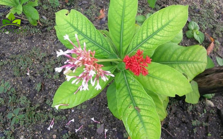 Untitled design - 2026-01-14T142423.322