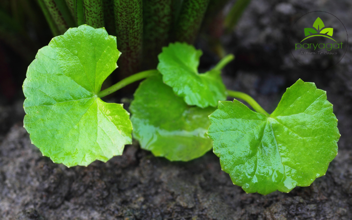 Untitled design - 2026-01-15T141459.622